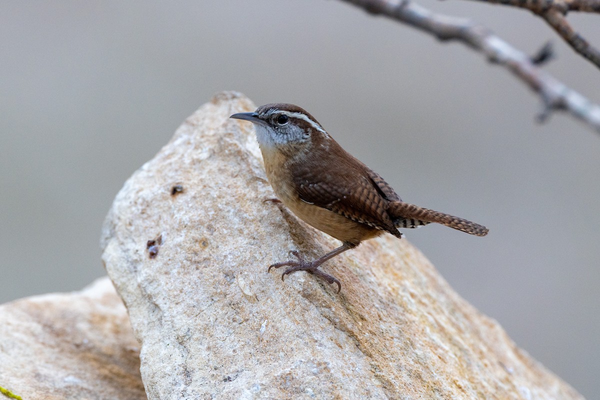 Carolina Wren - ML650824323