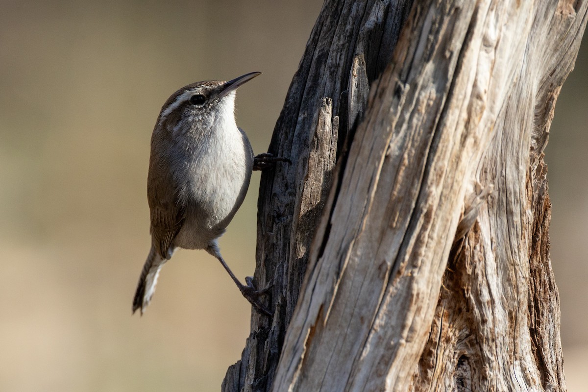 Bewick's Wren - ML650824380