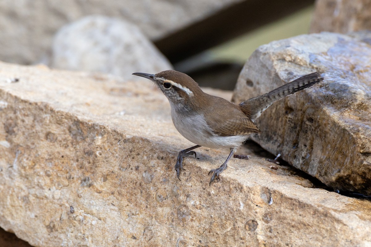 Bewick's Wren - ML650824381