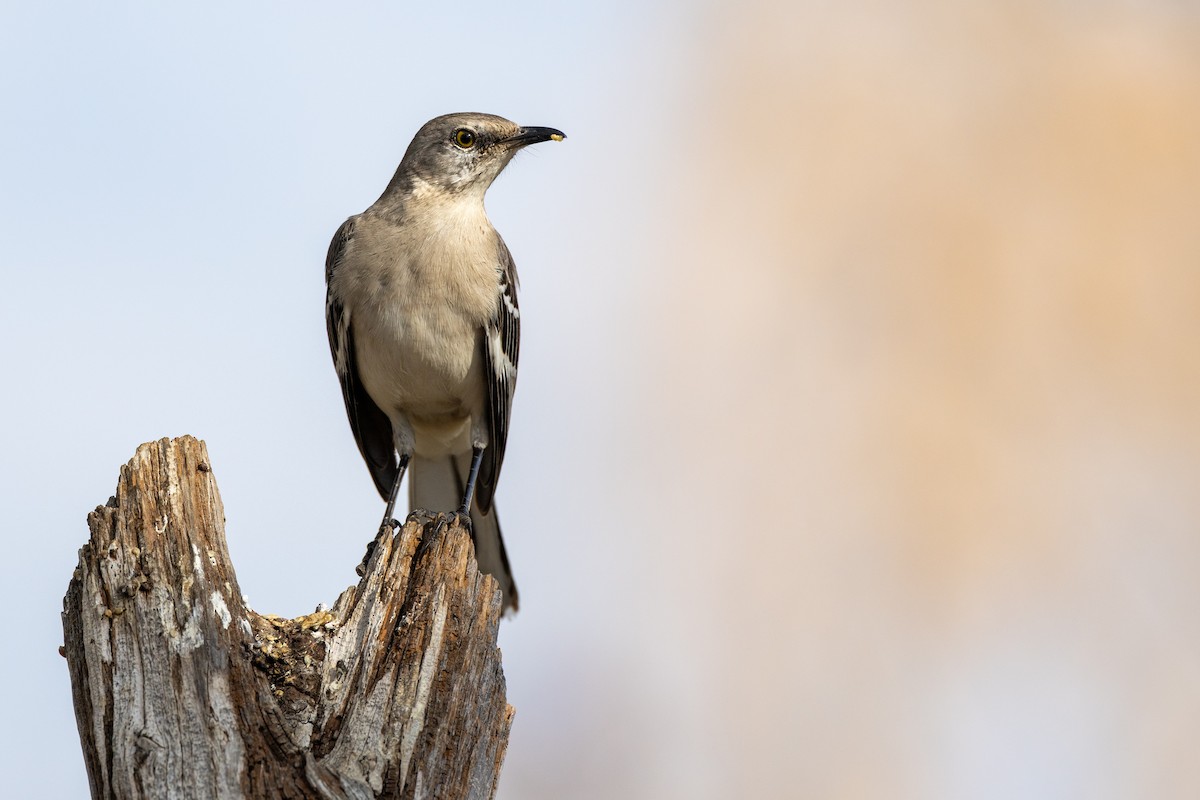 Northern Mockingbird - ML650824415