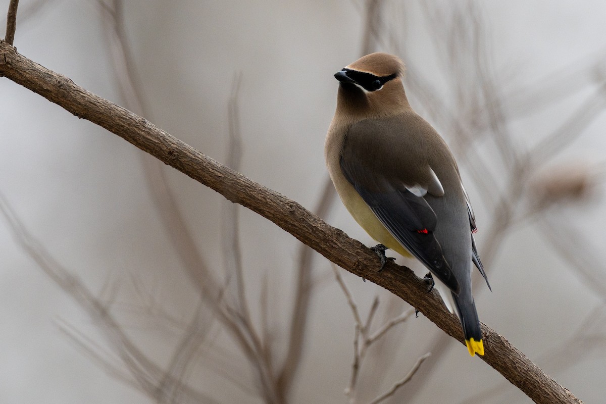 Cedar Waxwing - ML650824484