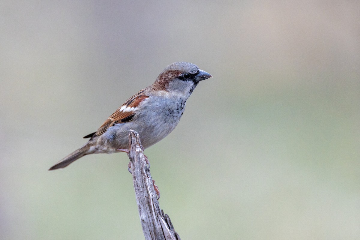 House Sparrow - ML650824521