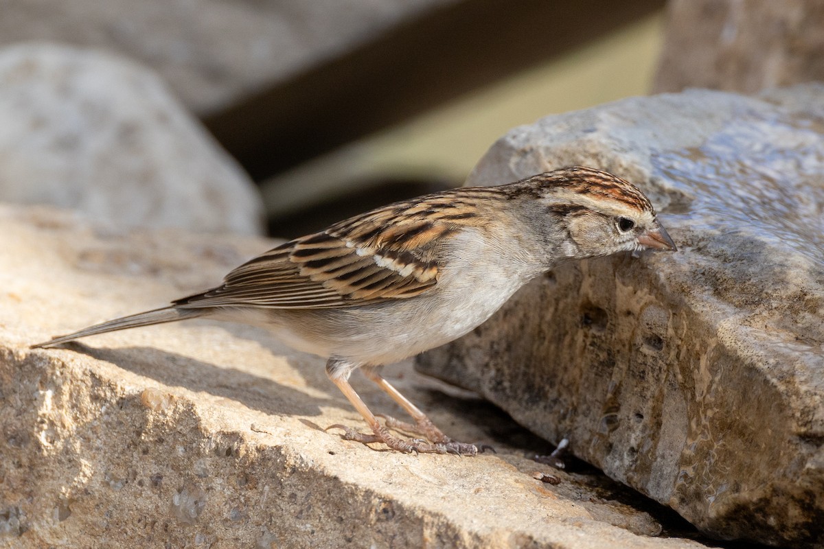 Chipping Sparrow - ML650824560
