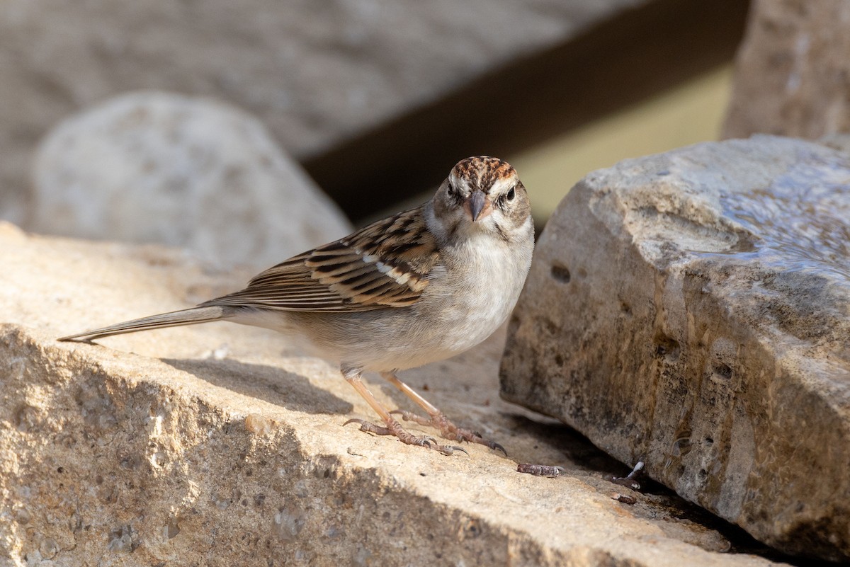 Chipping Sparrow - ML650824561