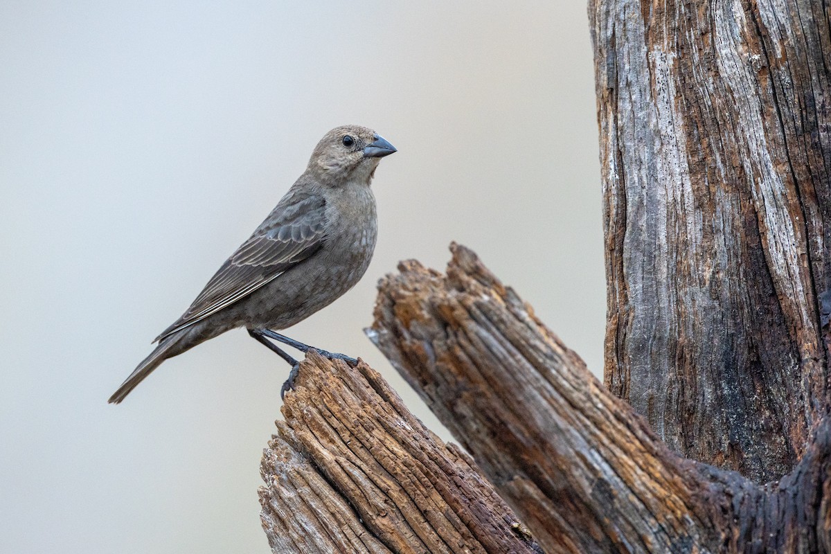 Brown-headed Cowbird - ML650824586
