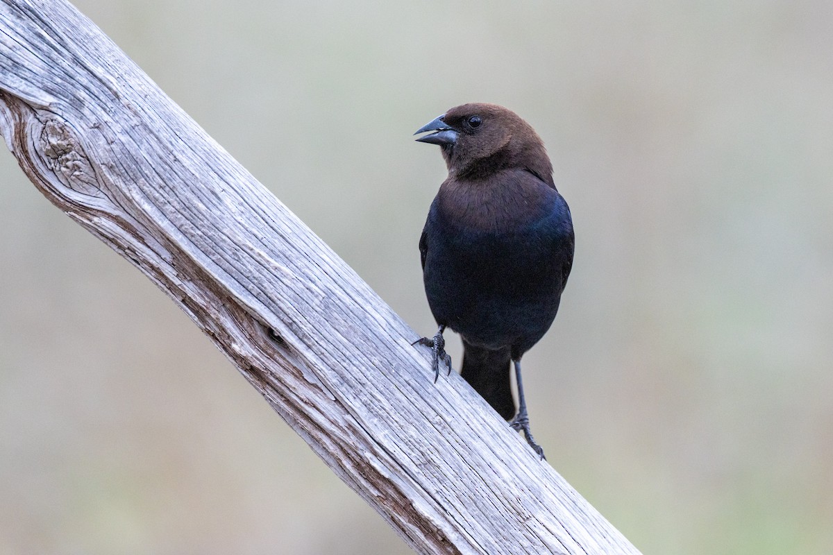 Brown-headed Cowbird - ML650824587