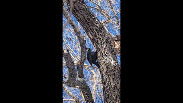 Kuzey Amerika Kara Ağaçkakanı - ML650824601