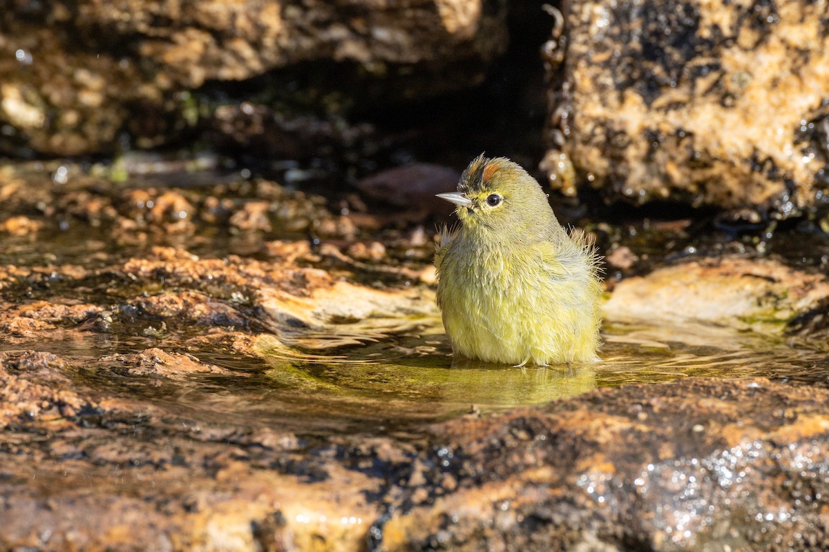 Orange-crowned Warbler - ML650824605