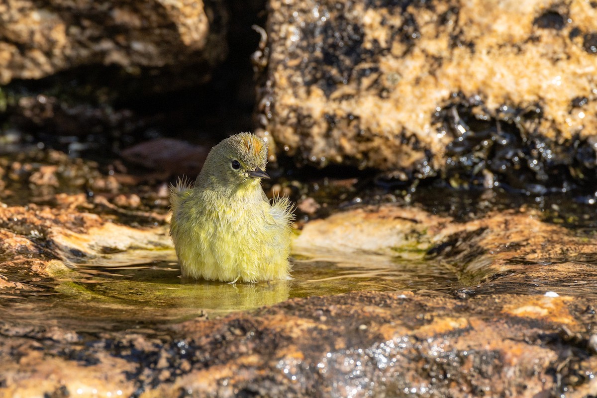 Orange-crowned Warbler - ML650824606