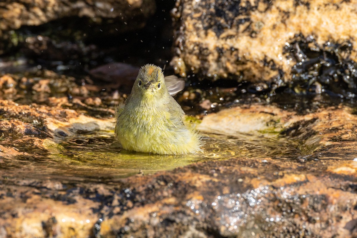 Orange-crowned Warbler - ML650824607