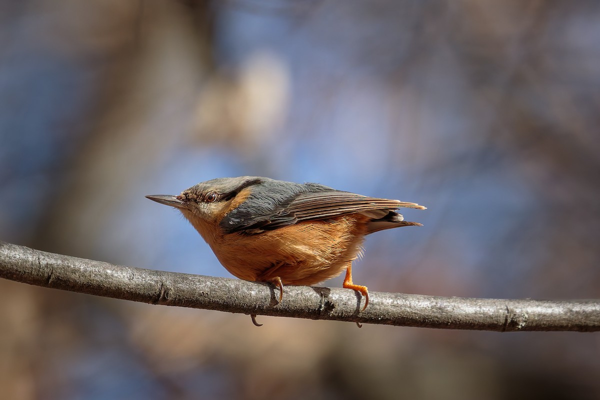 Garrapo eurasiarra - ML650824636