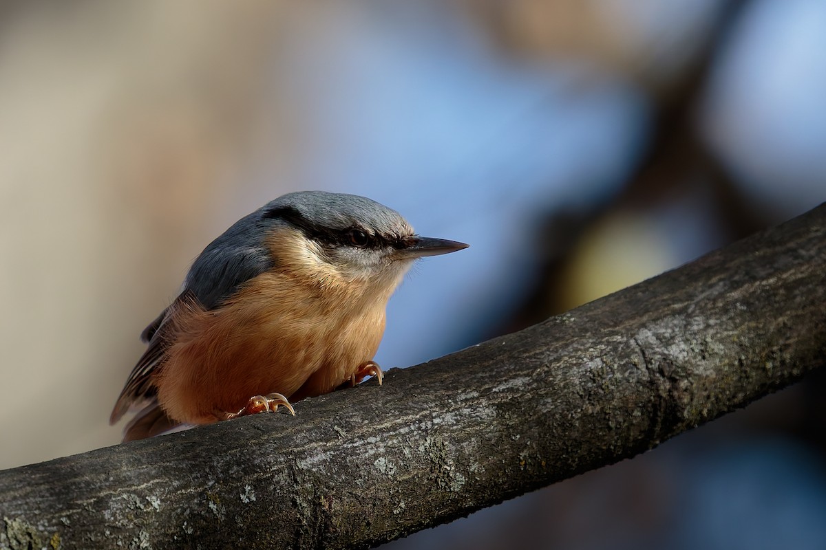 Garrapo eurasiarra - ML650824637