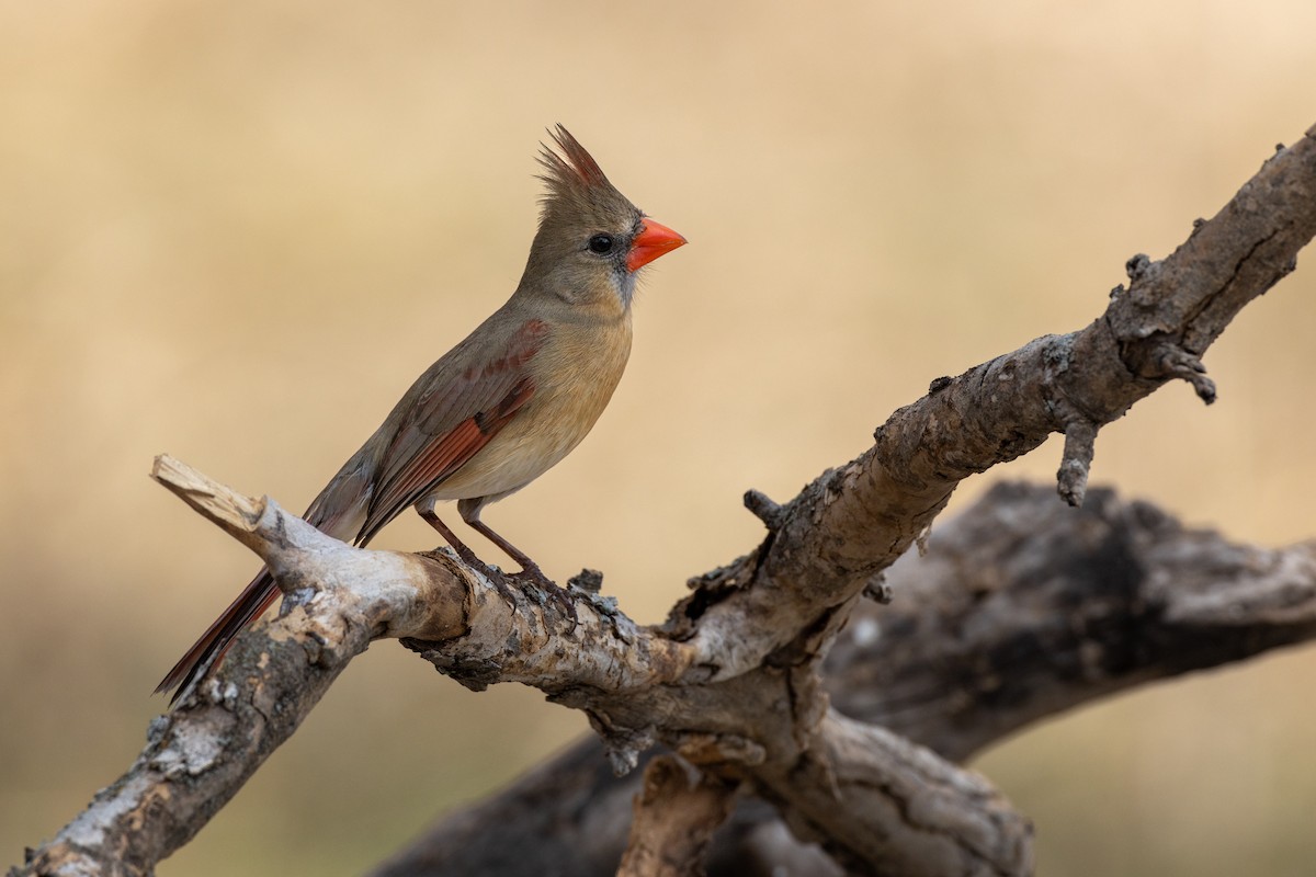 Northern Cardinal - ML650824670