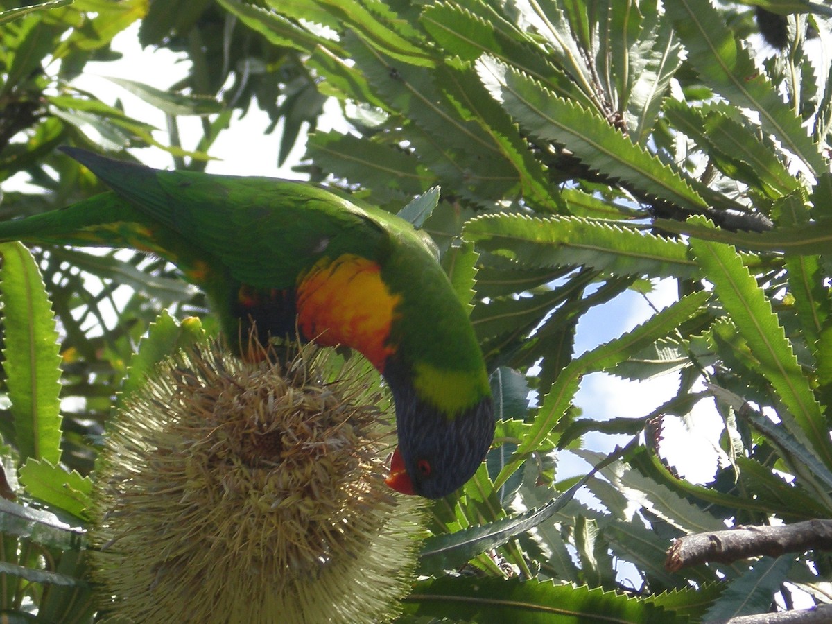 Rainbow Lorikeet - ML650824683