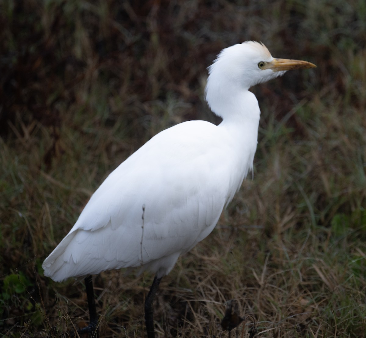 Western Cattle-Egret - ML650824733