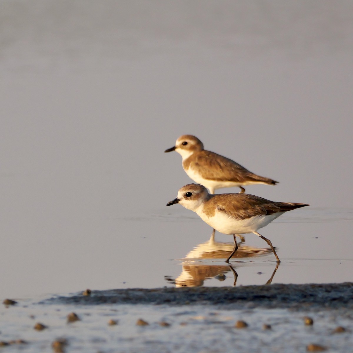 Tibet Cılıbıtı - ML650824750