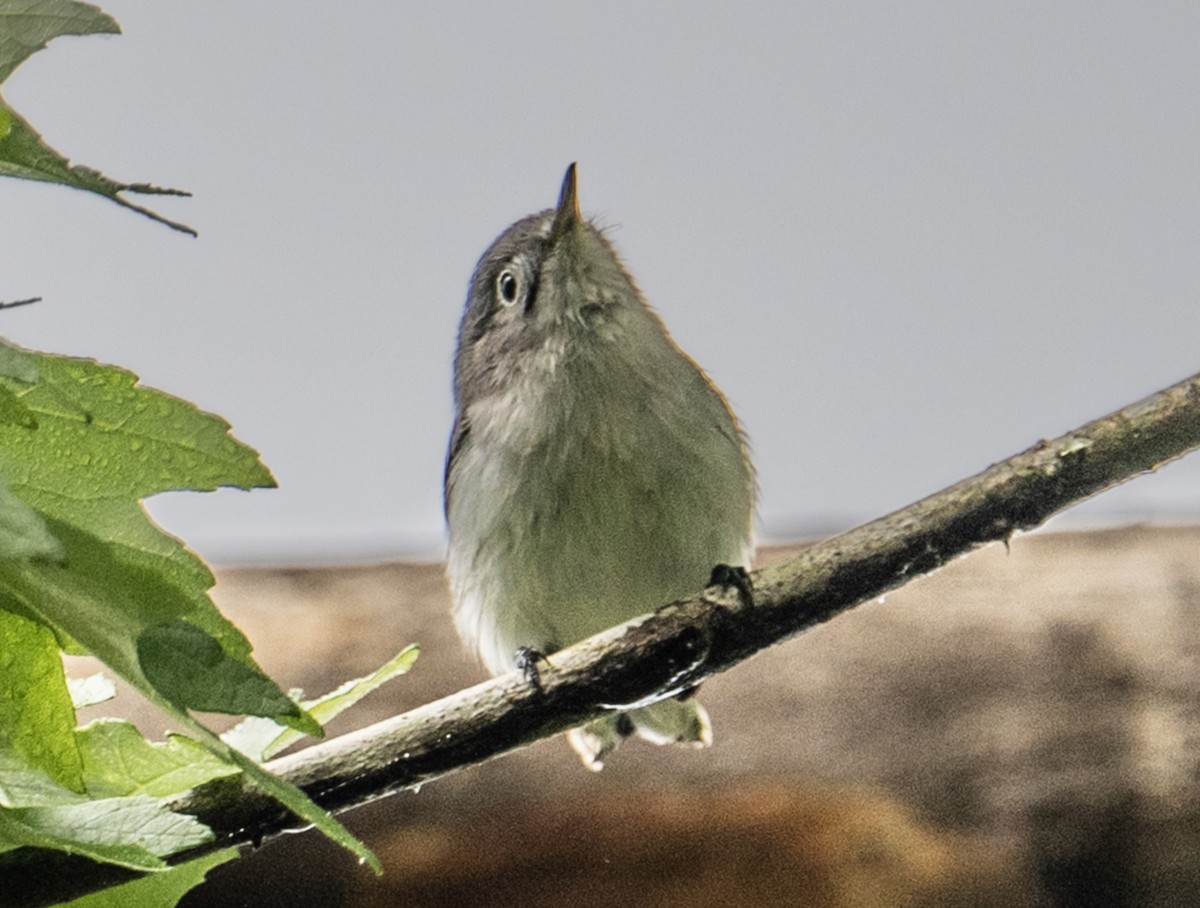Blue-gray Gnatcatcher - ML650824804