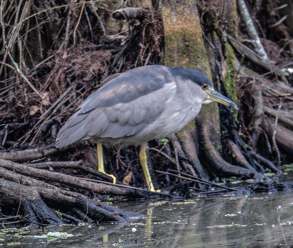 Black-crowned Night Heron - ML650824859