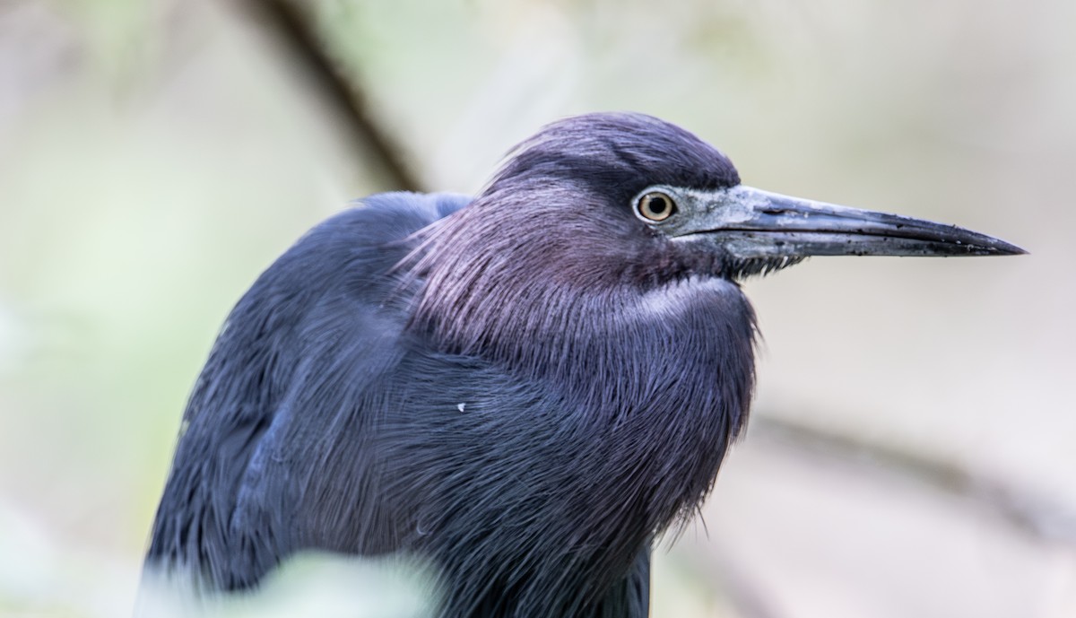 Little Blue Heron - ML650824867