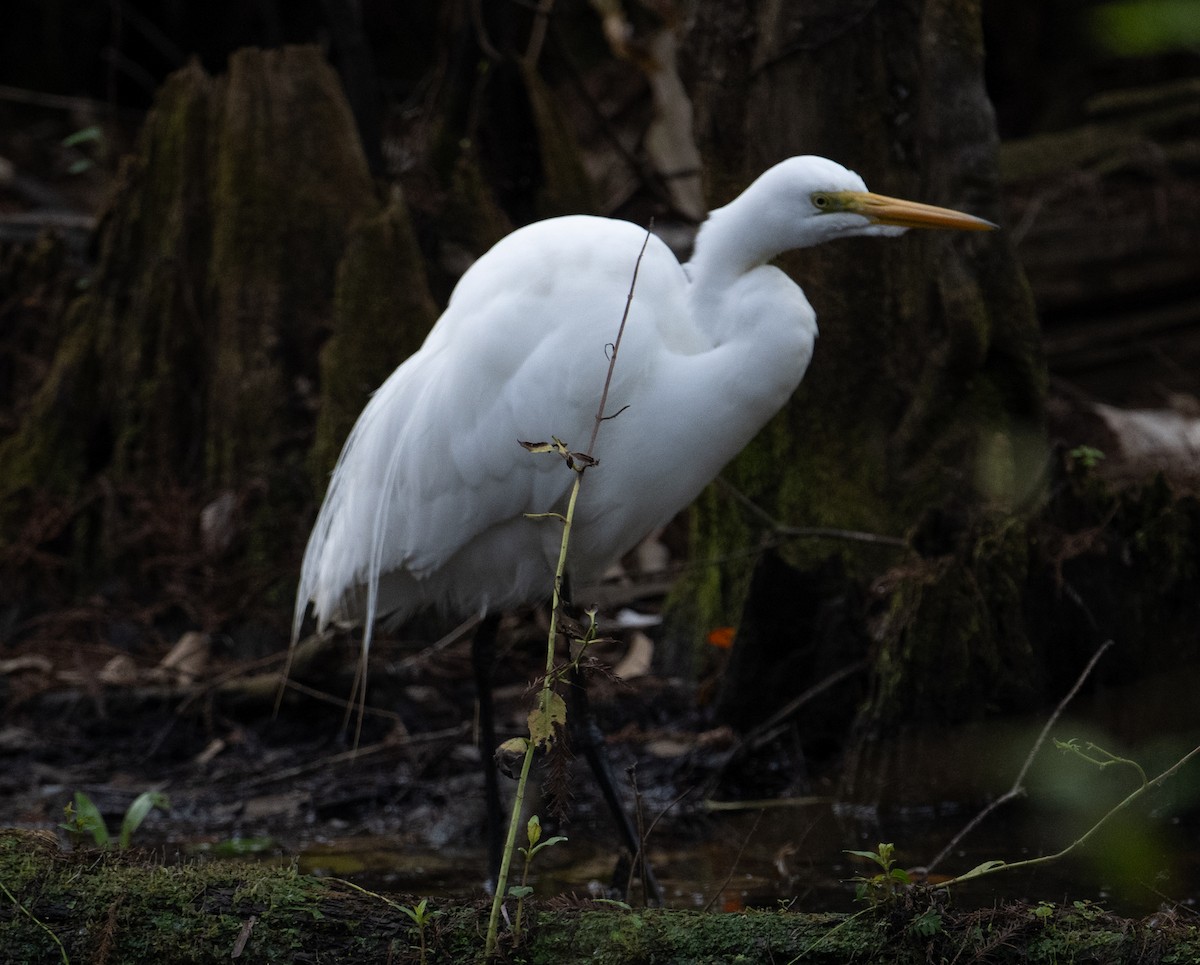Great Egret - ML650824871