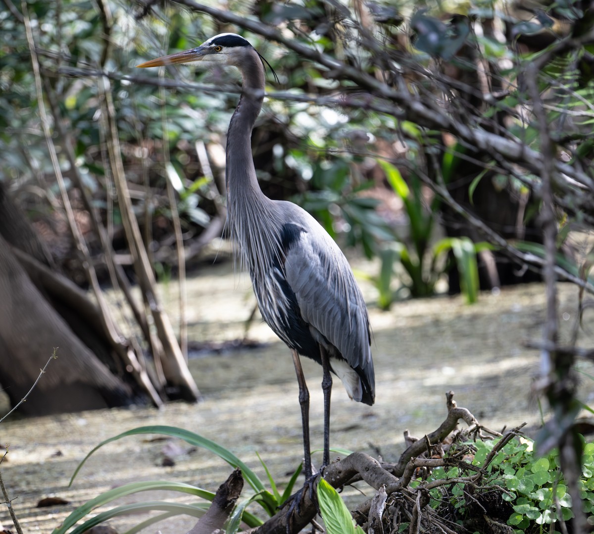 Great Blue Heron - ML650824878