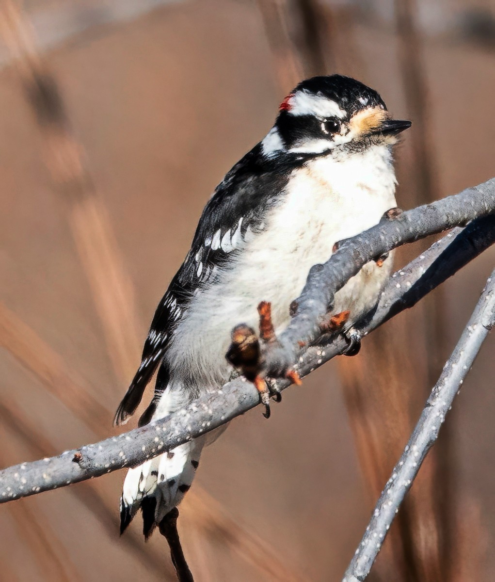 Downy Woodpecker - ML650825000