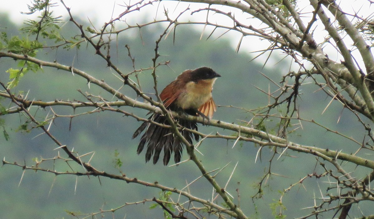 Burchell Kukalı - ML650825004