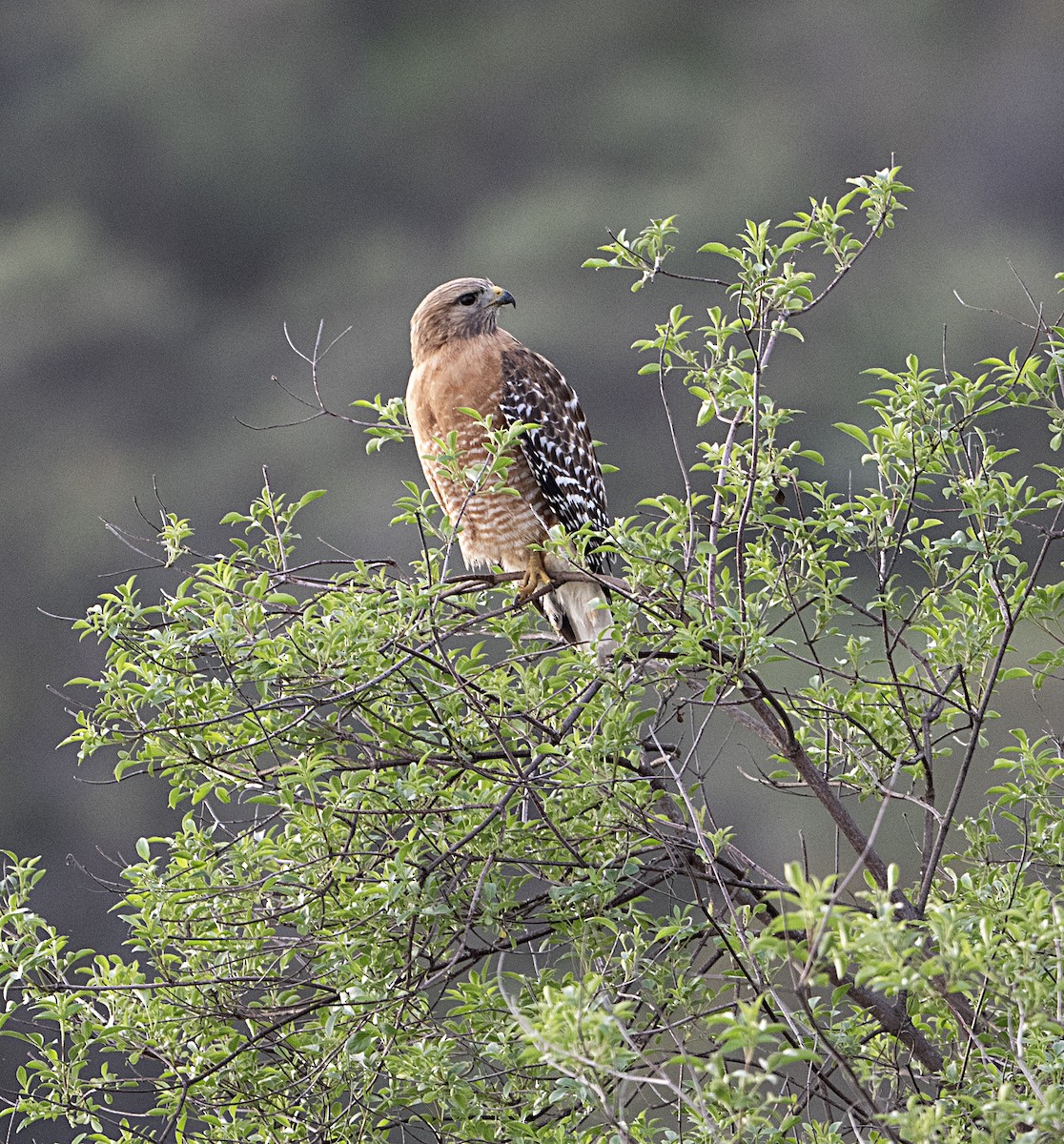 Red-shouldered Hawk - ML650825012
