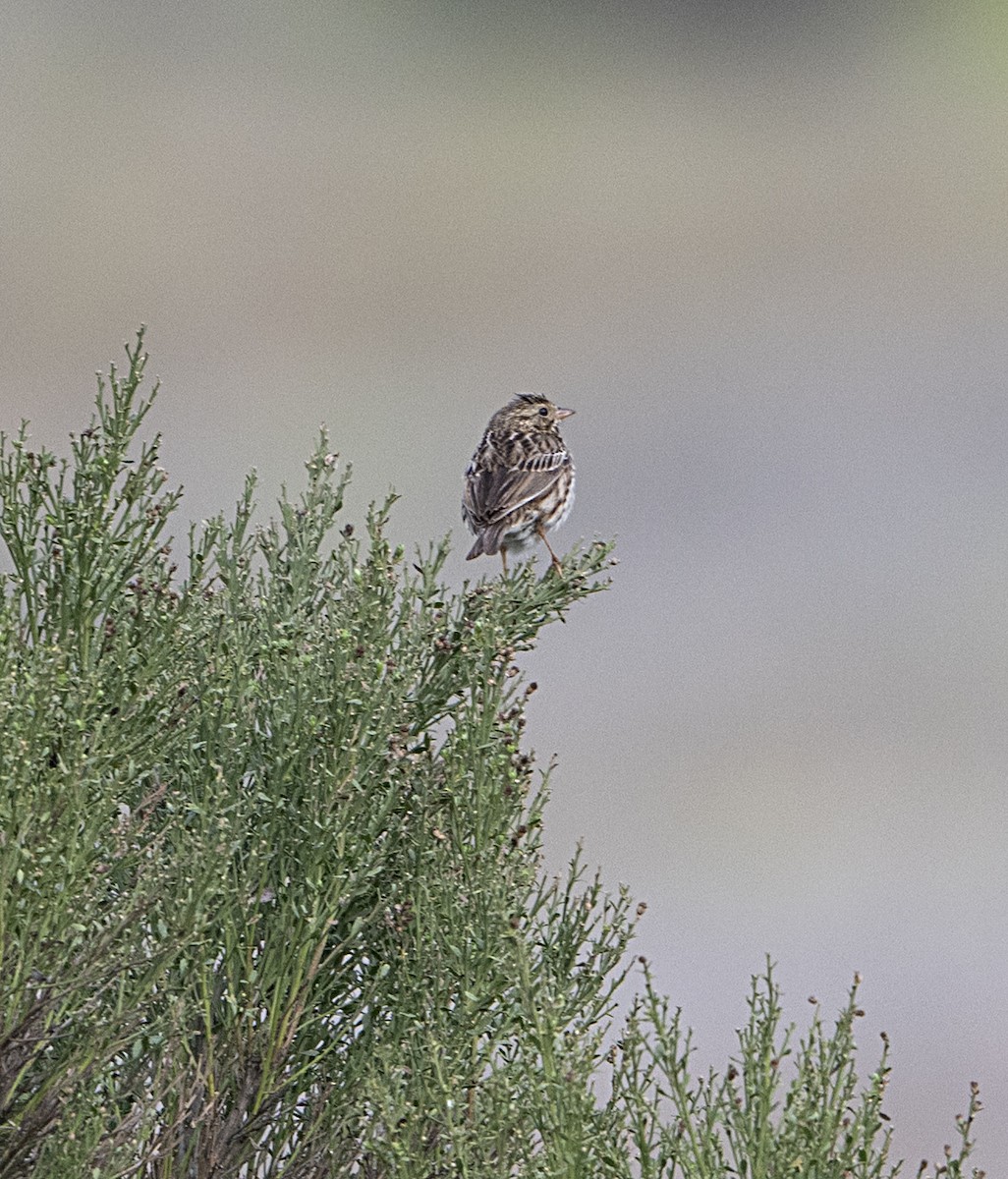 Savannah Sparrow - ML650825033