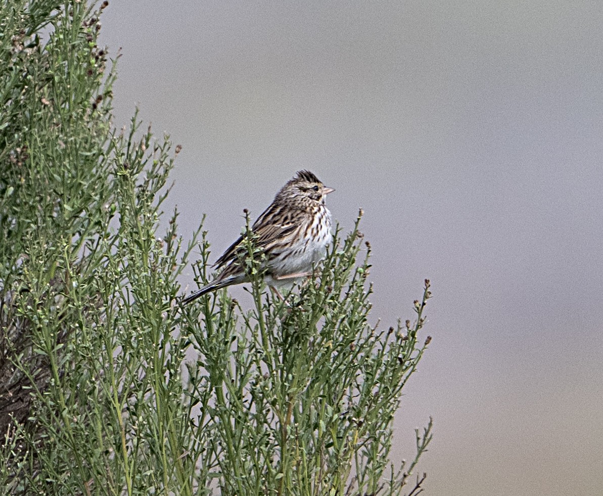 Savannah Sparrow - ML650825034