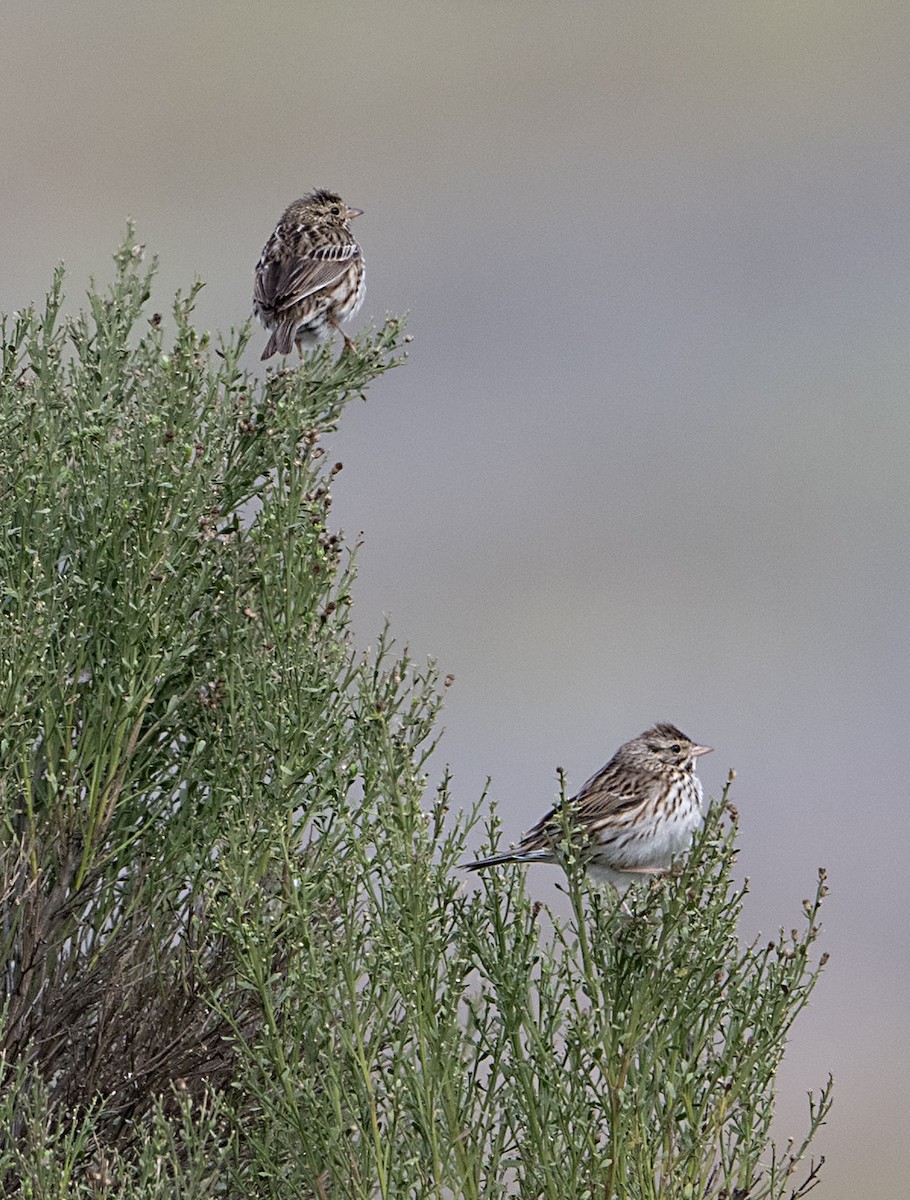 Savannah Sparrow - ML650825035