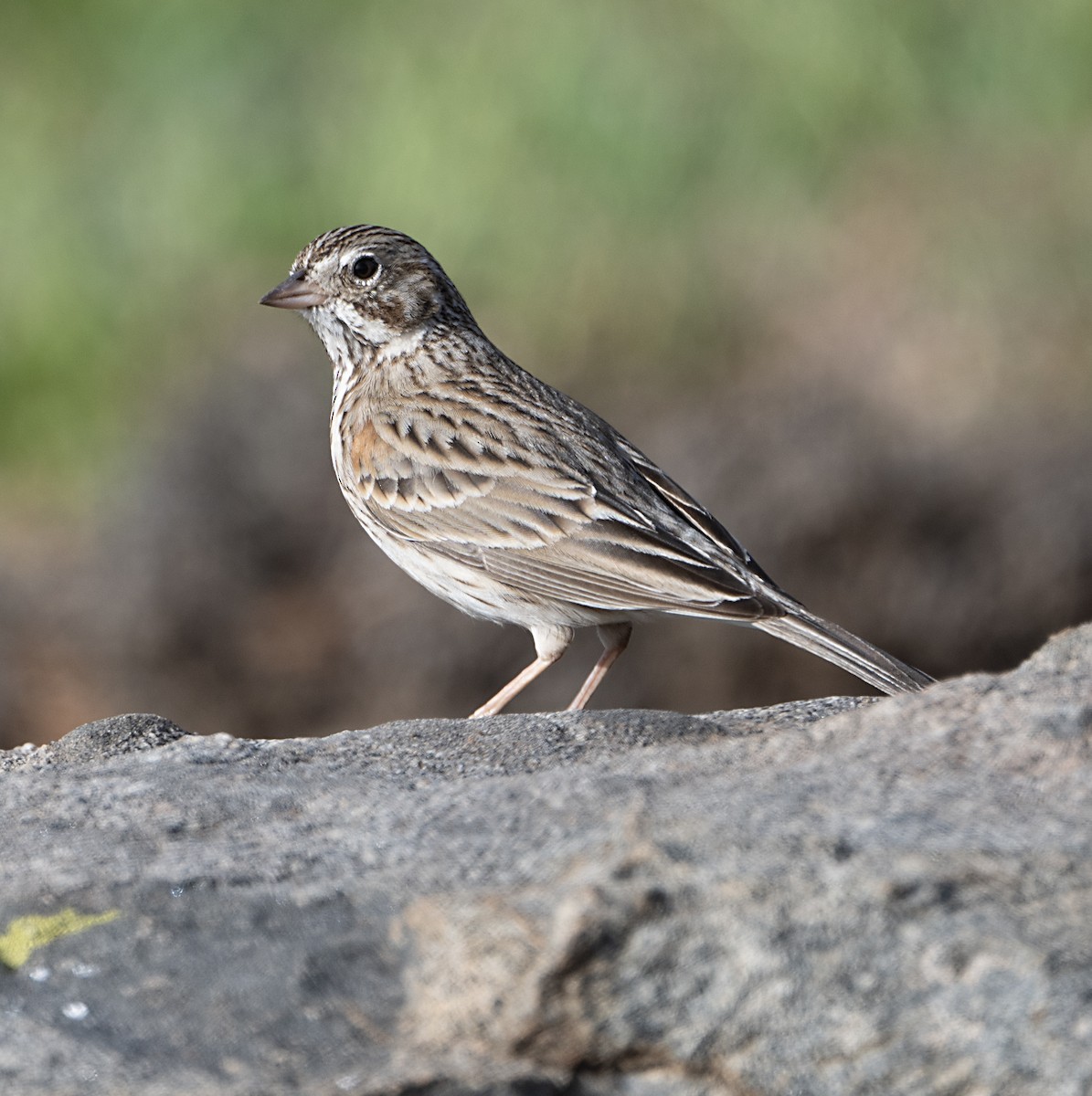 Vesper Sparrow - ML650825072