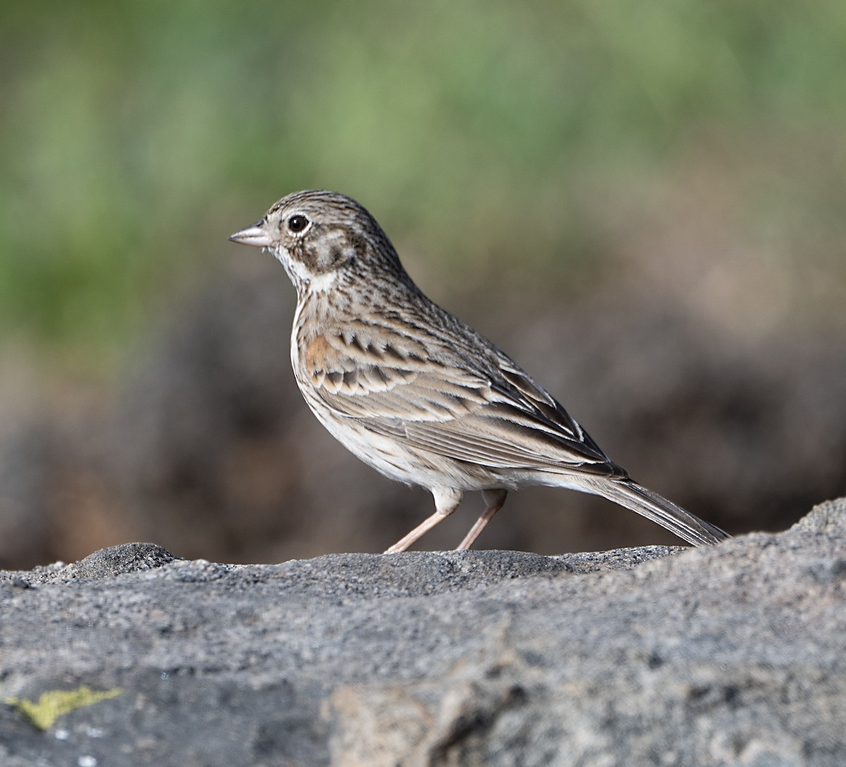 Vesper Sparrow - ML650825115