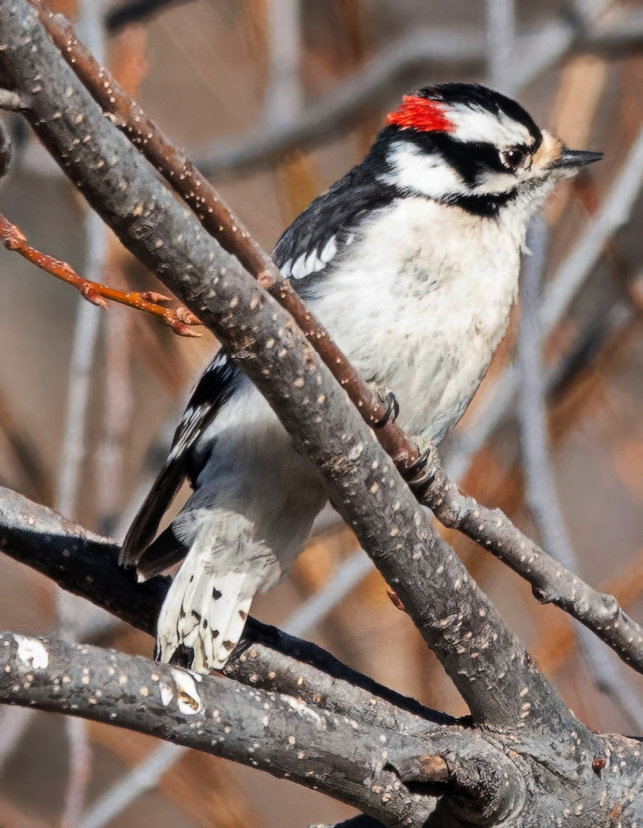 Downy Woodpecker - ML650825243