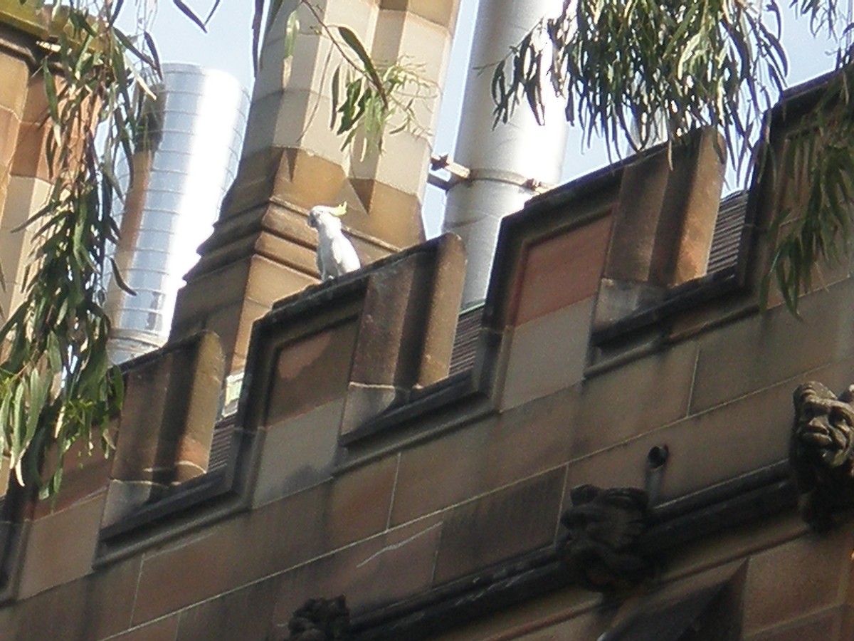 Sulphur-crested Cockatoo - ML650825315