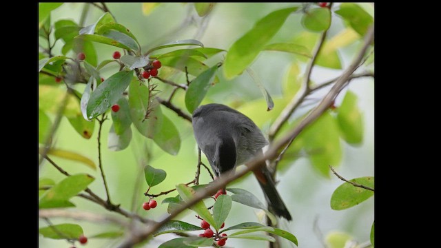 マネシツグミ - ML650825358