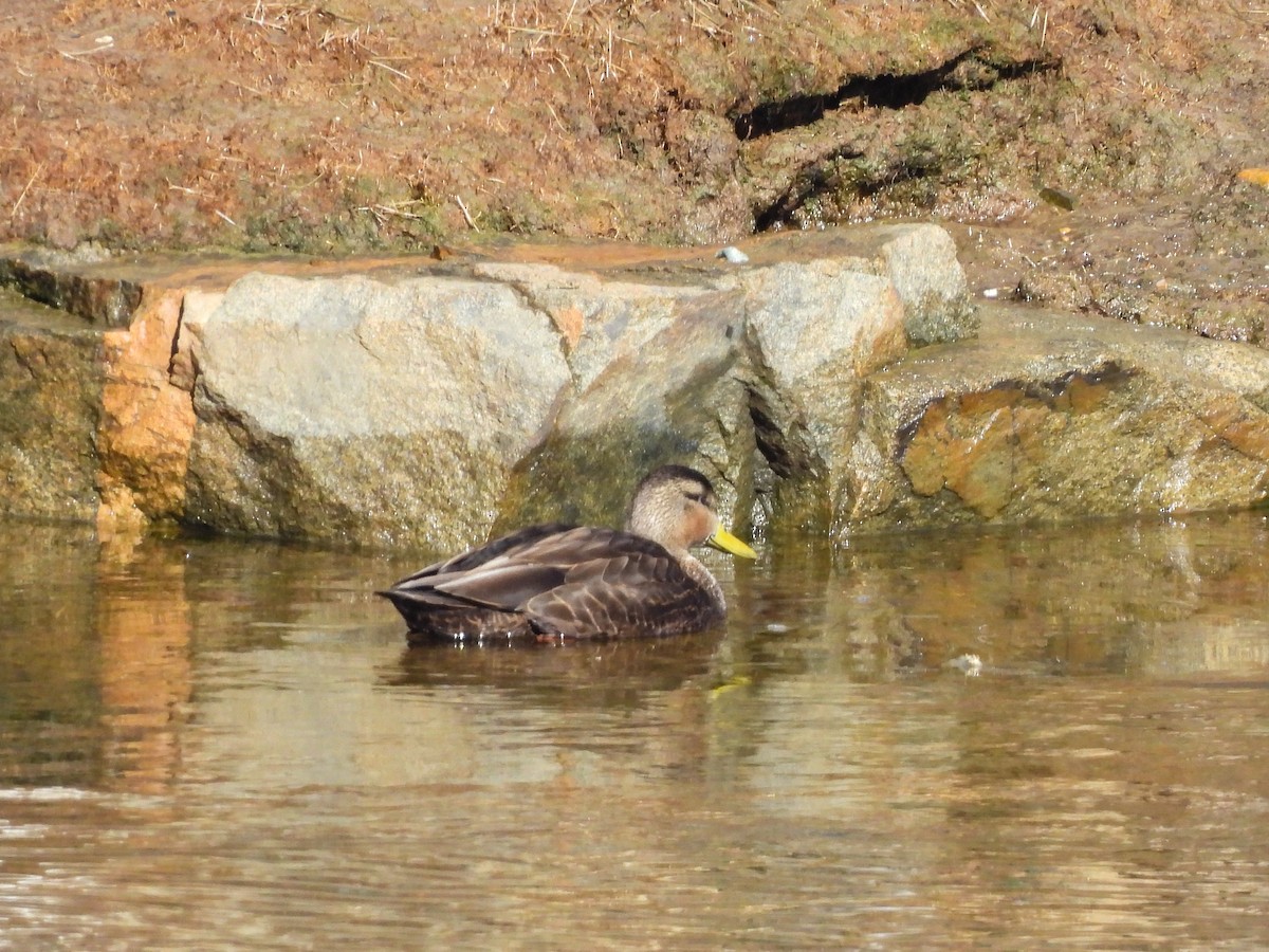 アメリカガモ - ML650825480