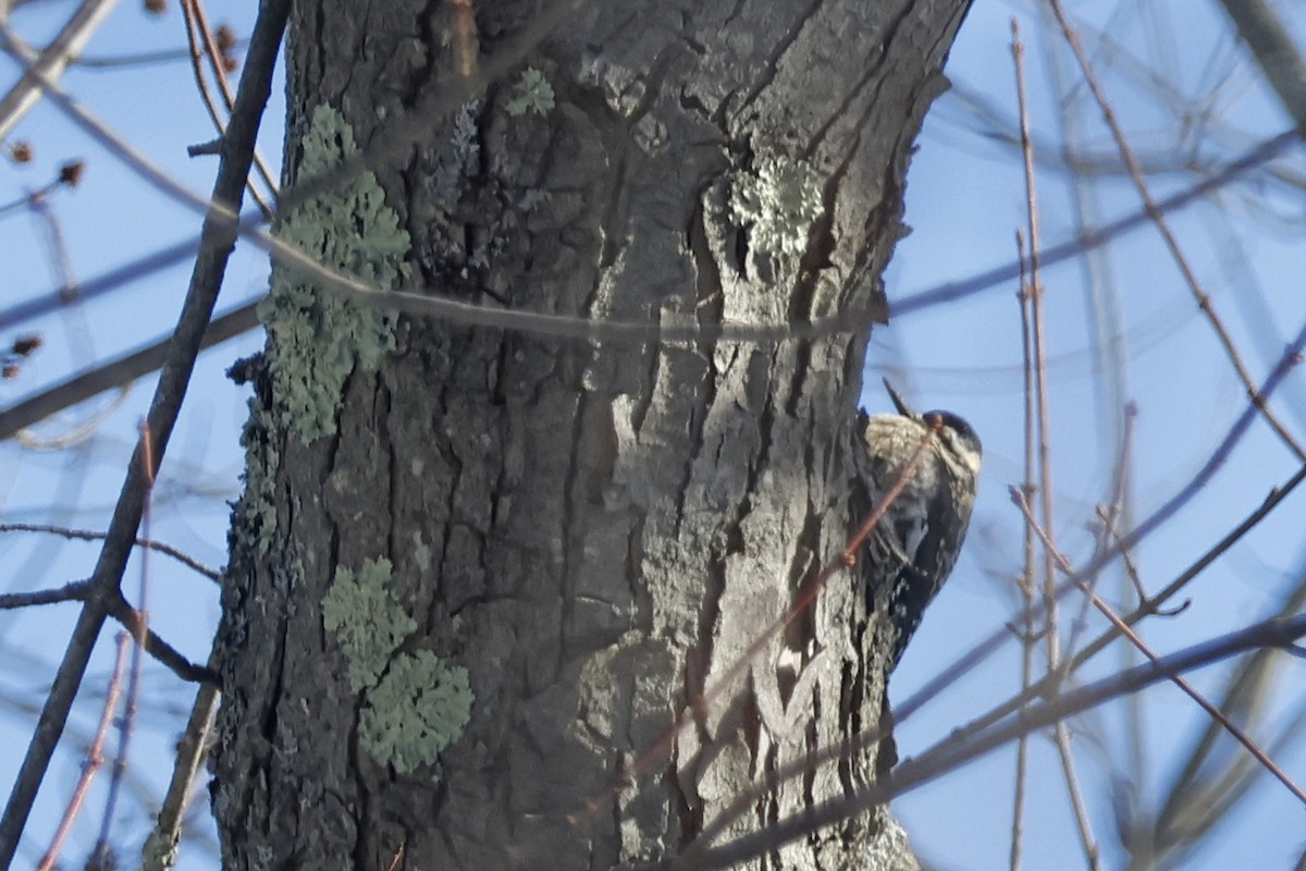 Yellow-bellied Sapsucker - ML650825529