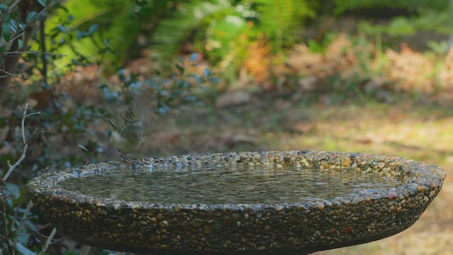 Ruby-crowned Kinglet - ML650825661