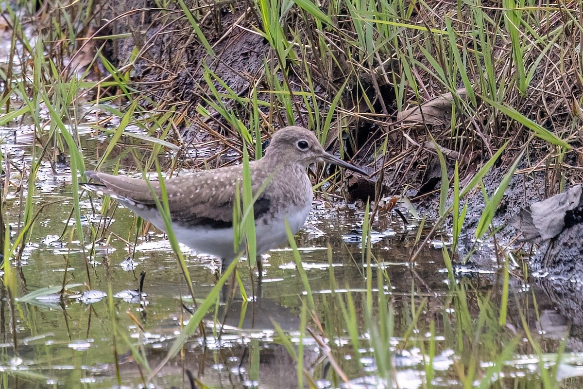 Solitary Sandpiper - ML650825881