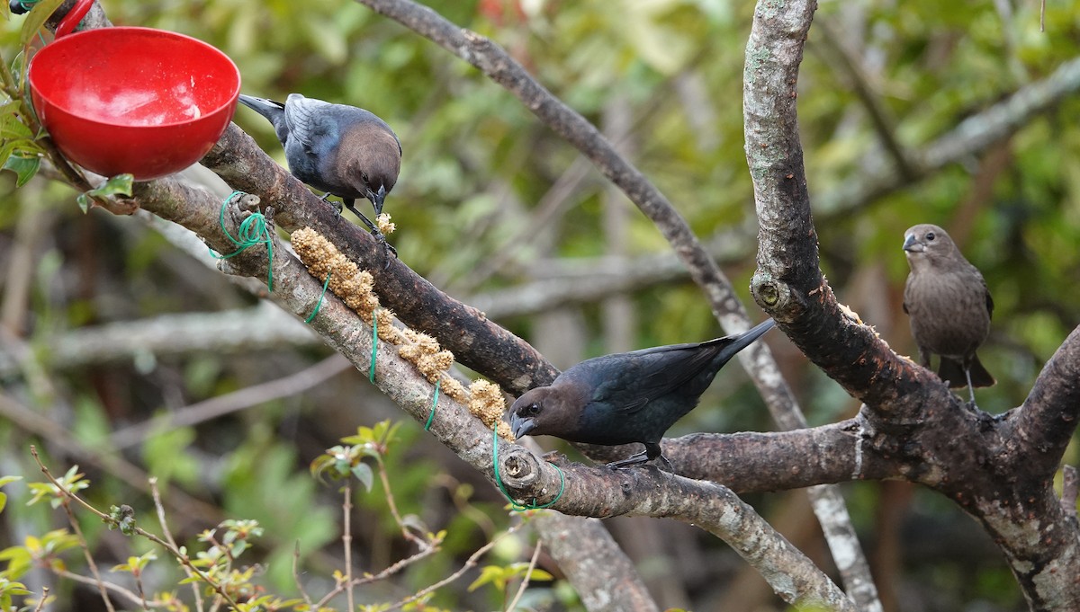 Brown-headed Cowbird - ML650825905