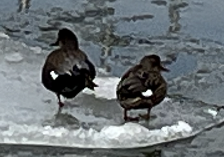 アメリカガモ - ML650825969