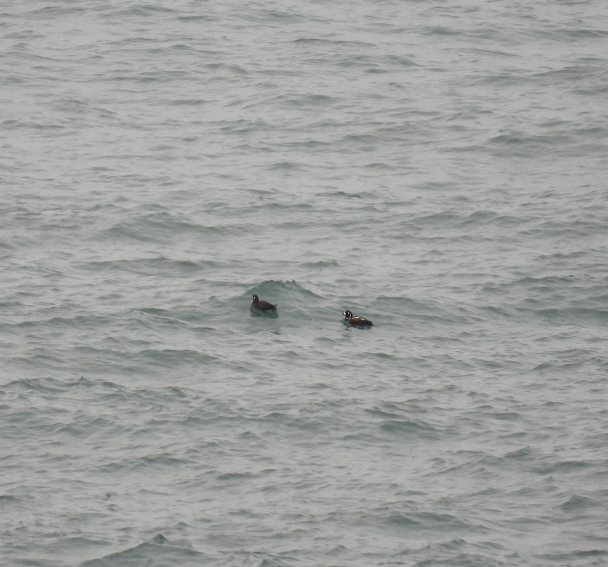 シノリガモ - ML650826030