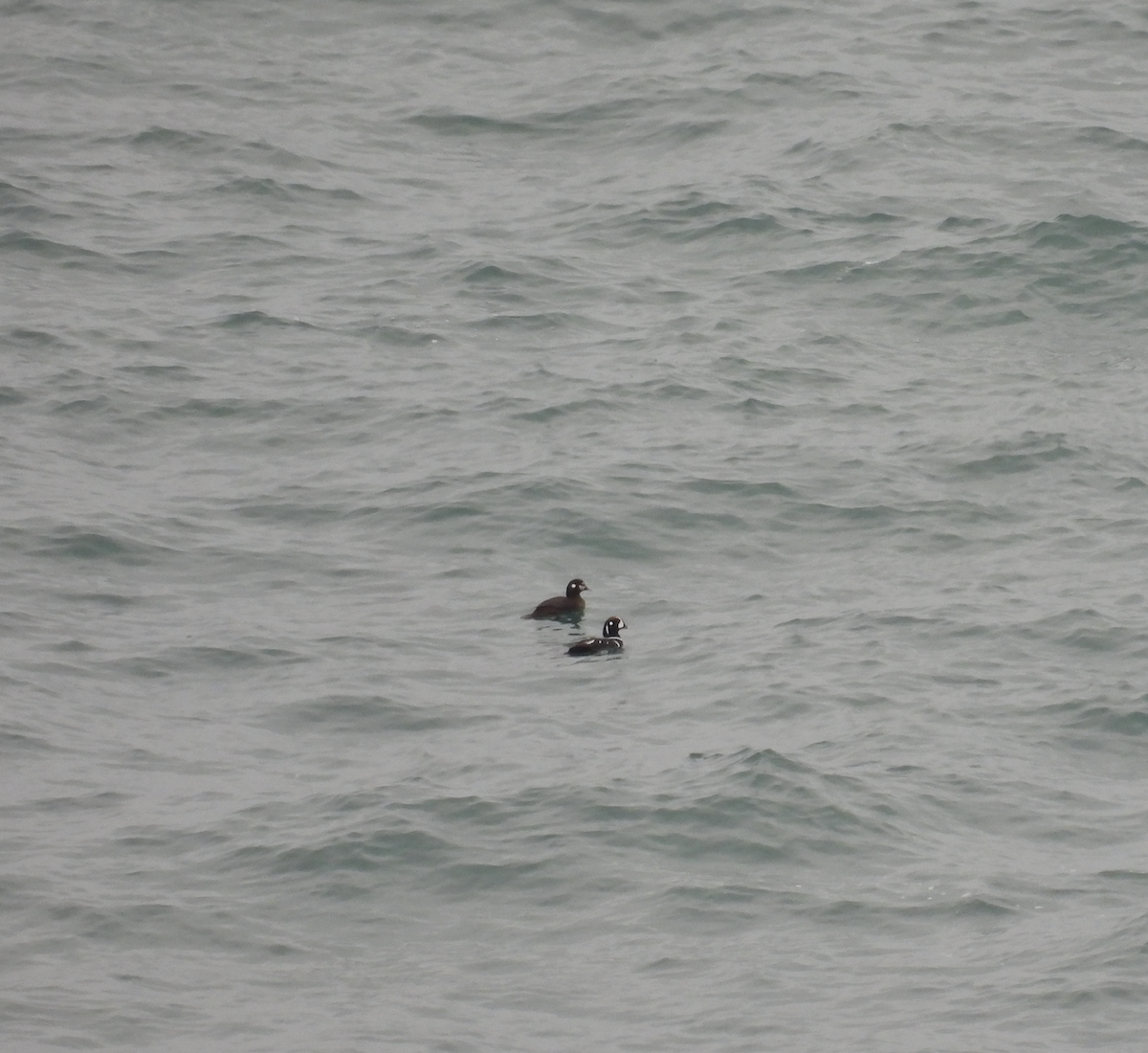 シノリガモ - ML650826031