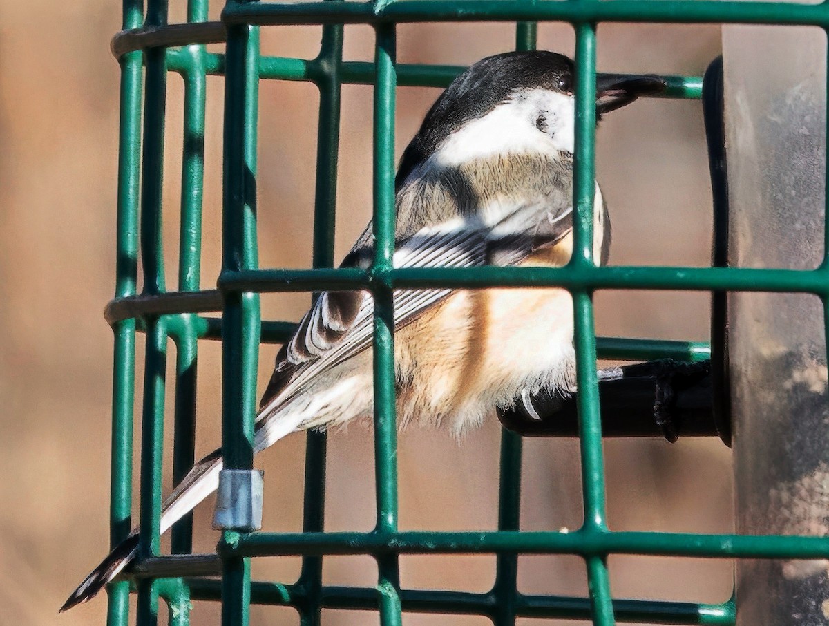 Black-capped Chickadee - ML650826205