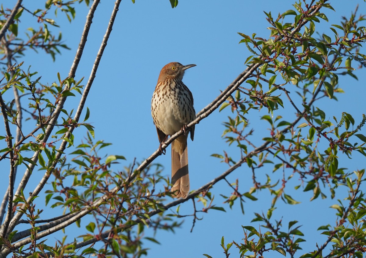 Brown Thrasher - ML650826320