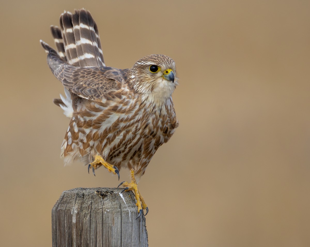 בז גמדי - ML650826391