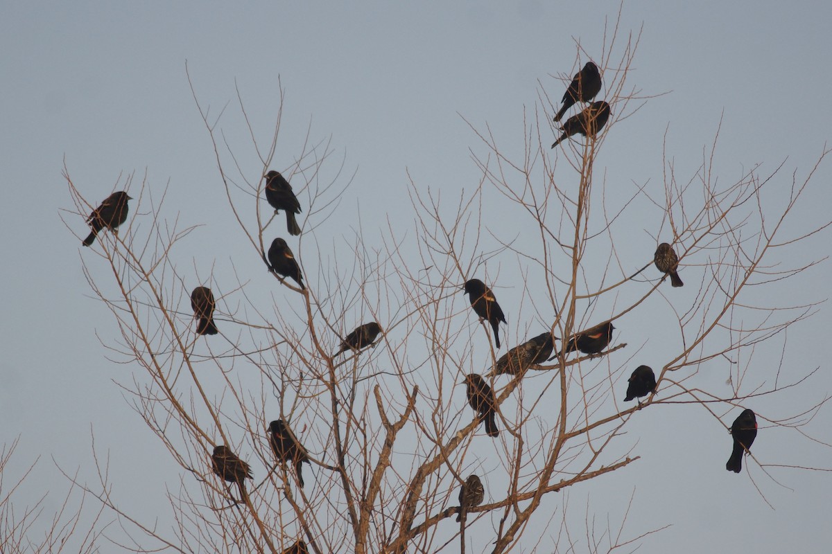 Brown-headed Cowbird - ML650826409