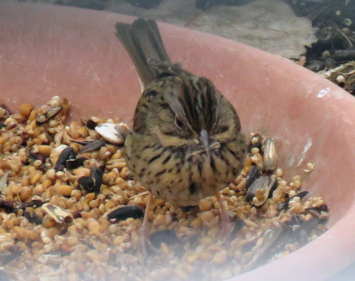 Lincoln Serçesi - ML650826666