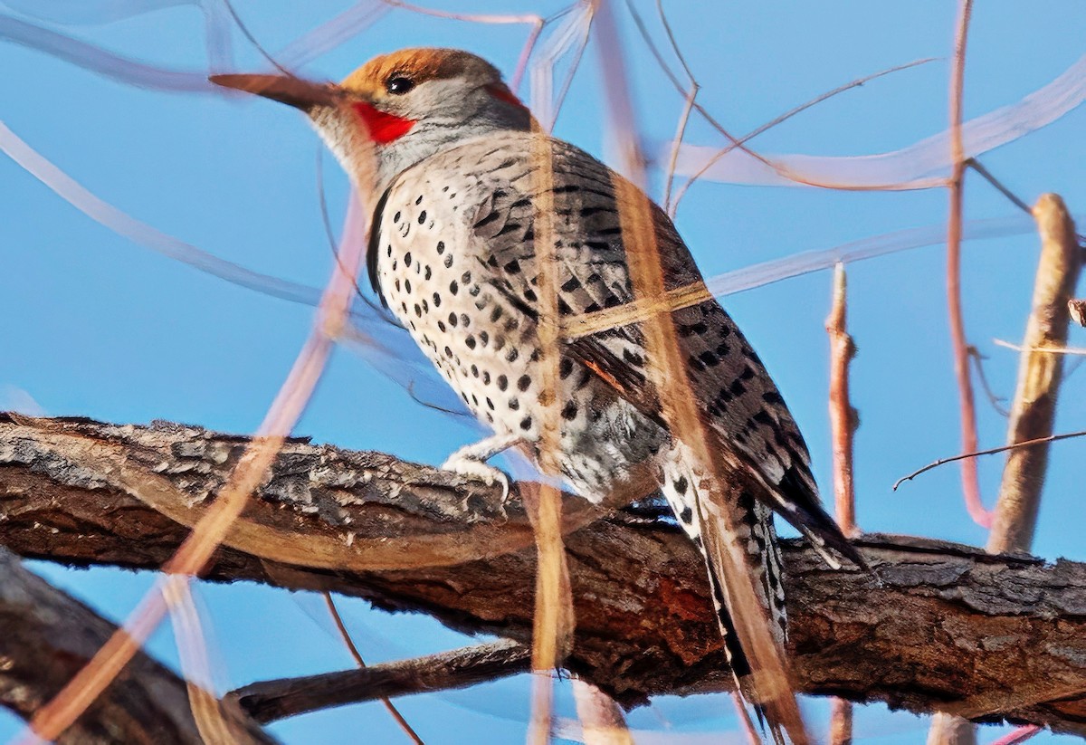 Northern Flicker - ML650826787